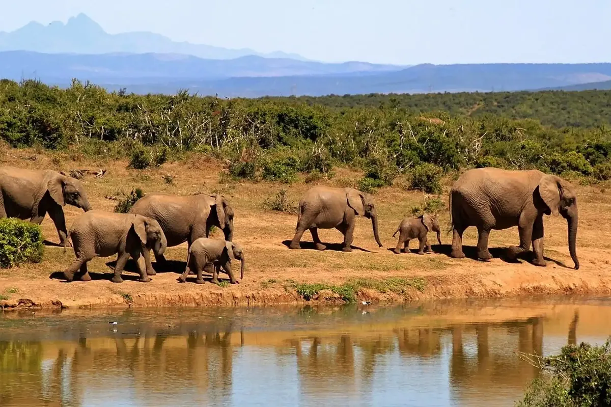 Safari Tsavo Est da Watamu
