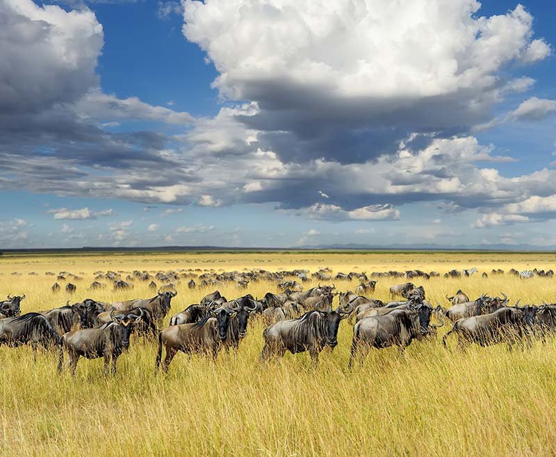 Safari Kenya prenotando da Lombardia | Viaggi per Watamu | Kenya Safari Travel Safari Riserva di Ngutuni e Tsavo Est 5
