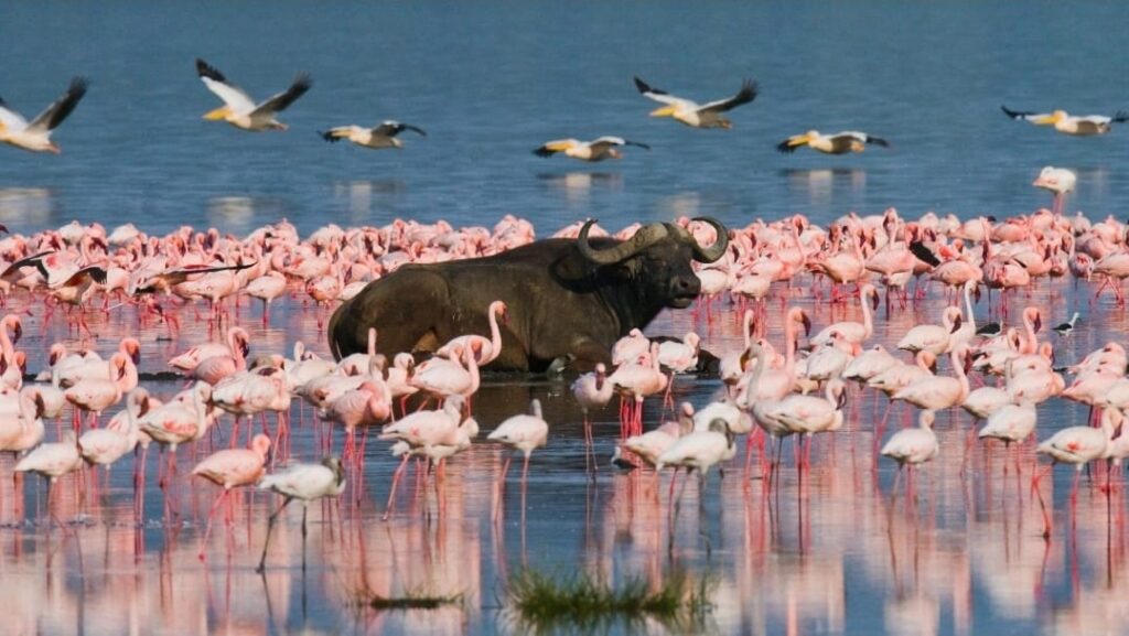 Lake Naivasha Sopa Resort