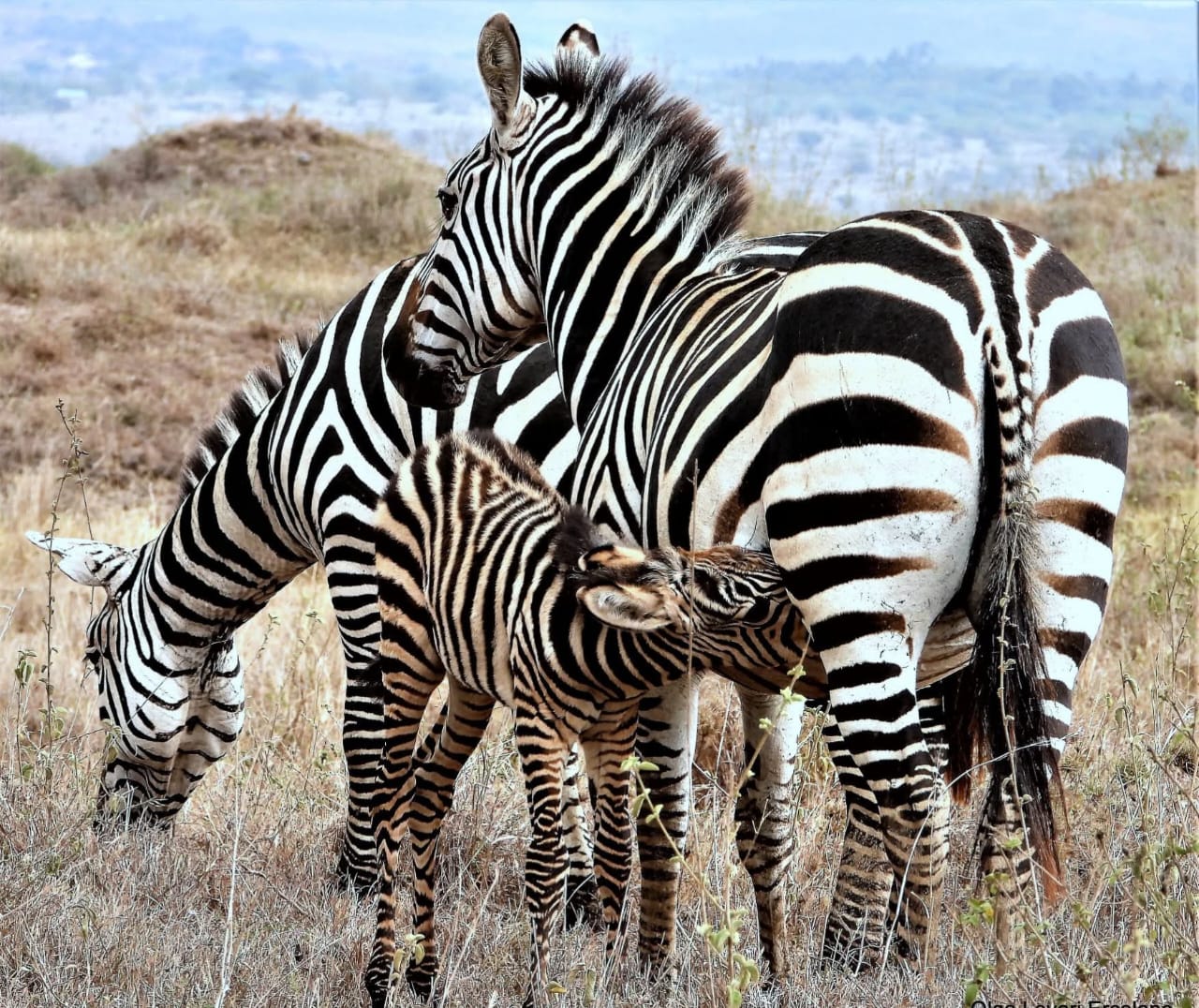 Watamu Safari