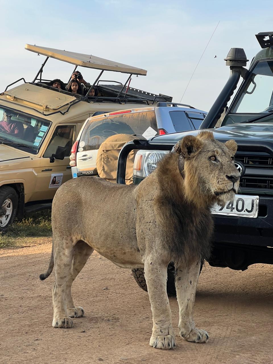 Jeep 4x4 Land Cruiser e leoni nella savana con Safari Kenya Travel Agenzia Locale Watamu