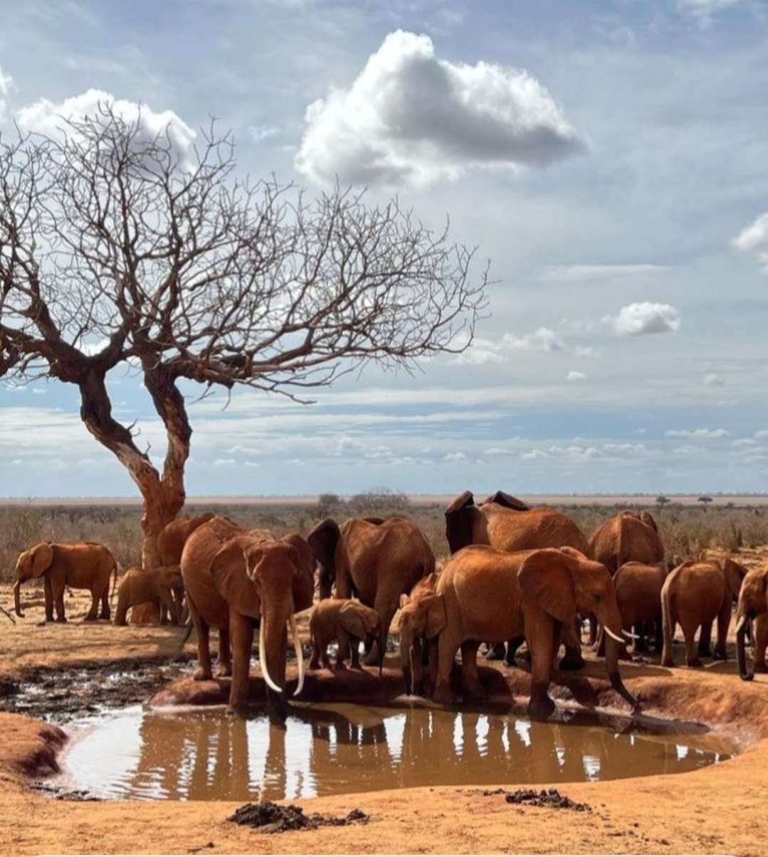 Un branco di elefanti africani radunato intorno a una pozza d'acqua in una savana arida, con un grande albero spoglio sulla sinistra sotto un cielo azzurro con nuvole