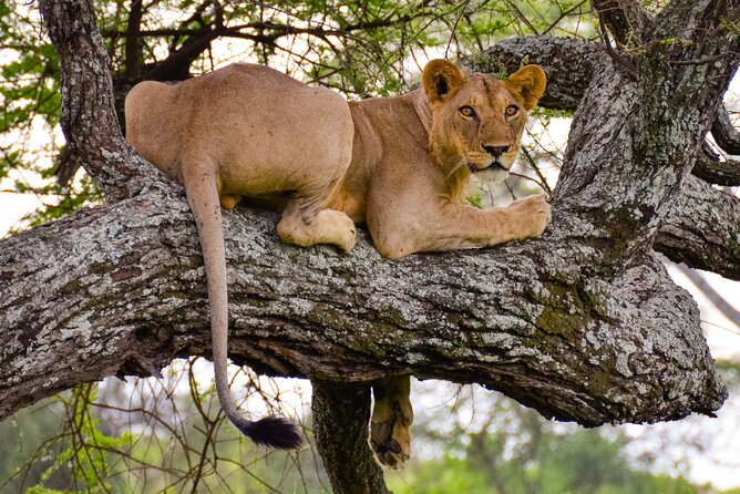 safari tour escursioni, safari sarabi