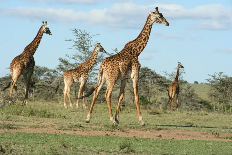Safari Kenya da Catania