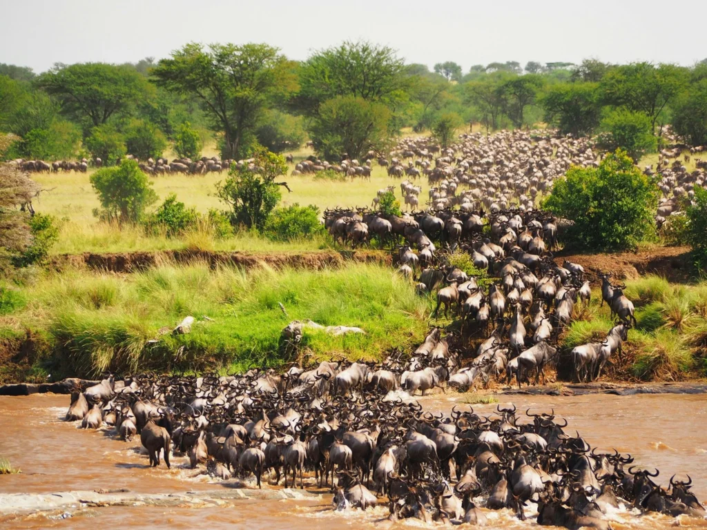 masai mara gran migrazioni