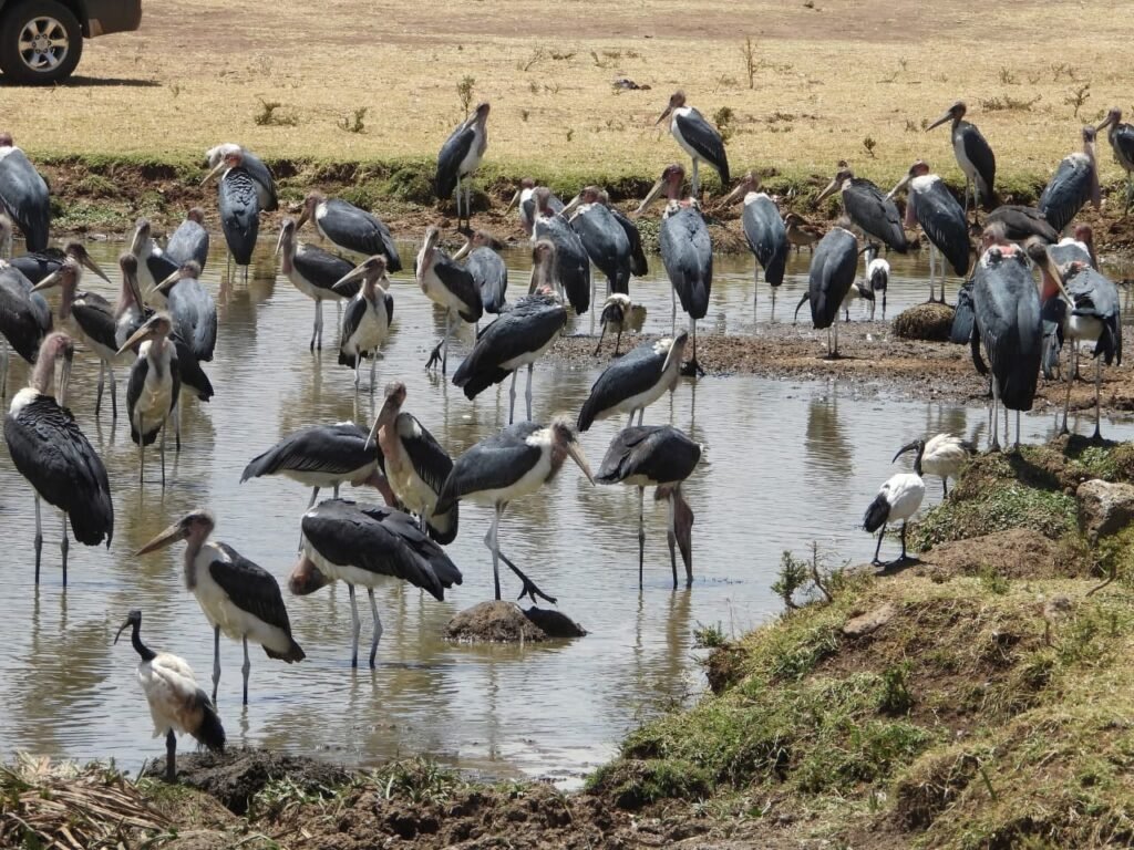 Lago Baringo