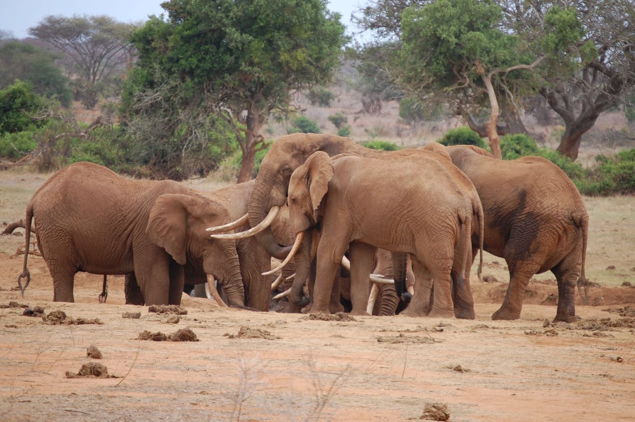 Elefanti rossi e paesaggi nel parco nazionale dello tsavo est e ovest con Safari Kenya Travel, parco nazionale dello tsavo est e ovest
