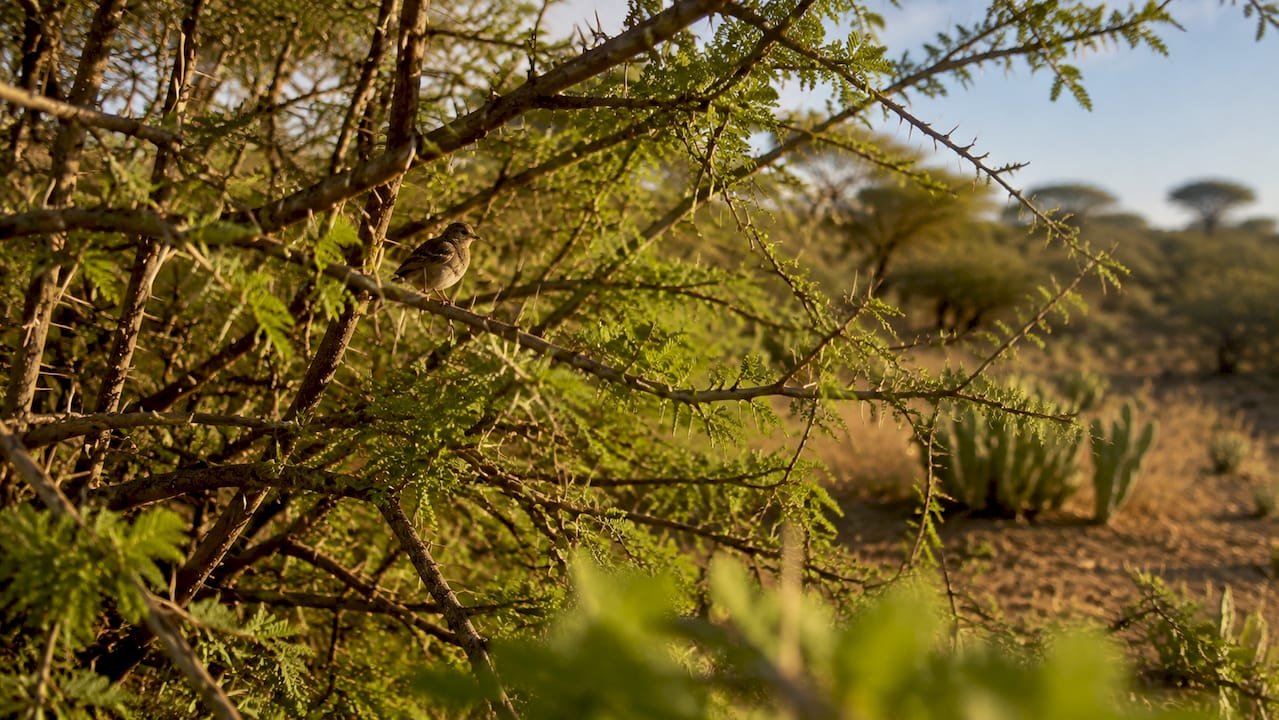 Nel cuore della savana keniota, fitte macchie di acacie si estendono tra paesaggi boscosi e selvaggi.