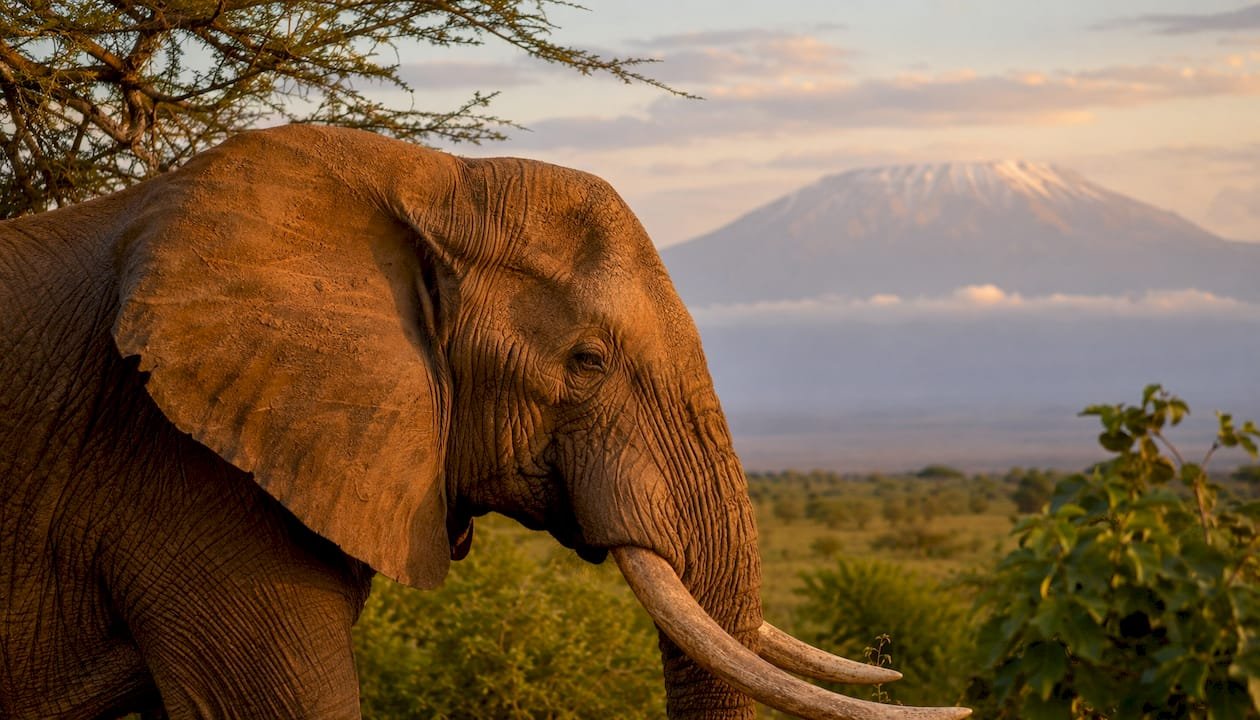 Profilo laterale di un elefante con il Kilimangiaro sullo sfondo
