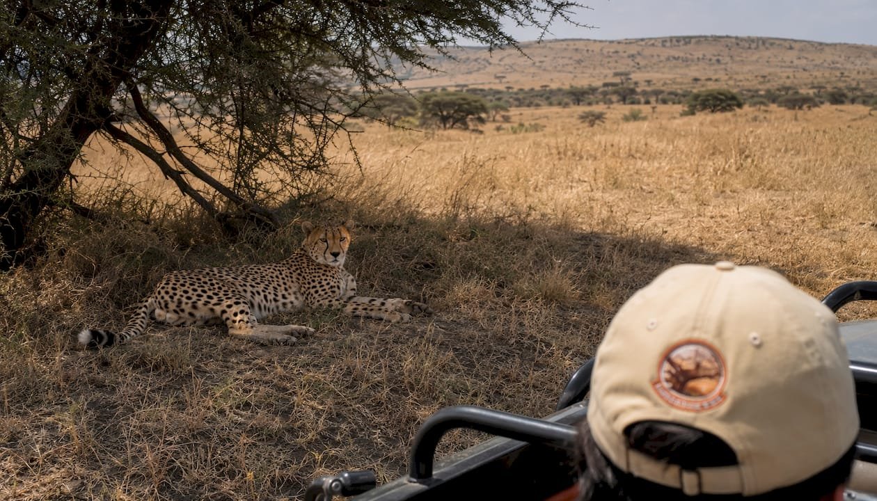 Un ghepardo si rilassa all’ombra di un’acacia nella vasta savana africana.