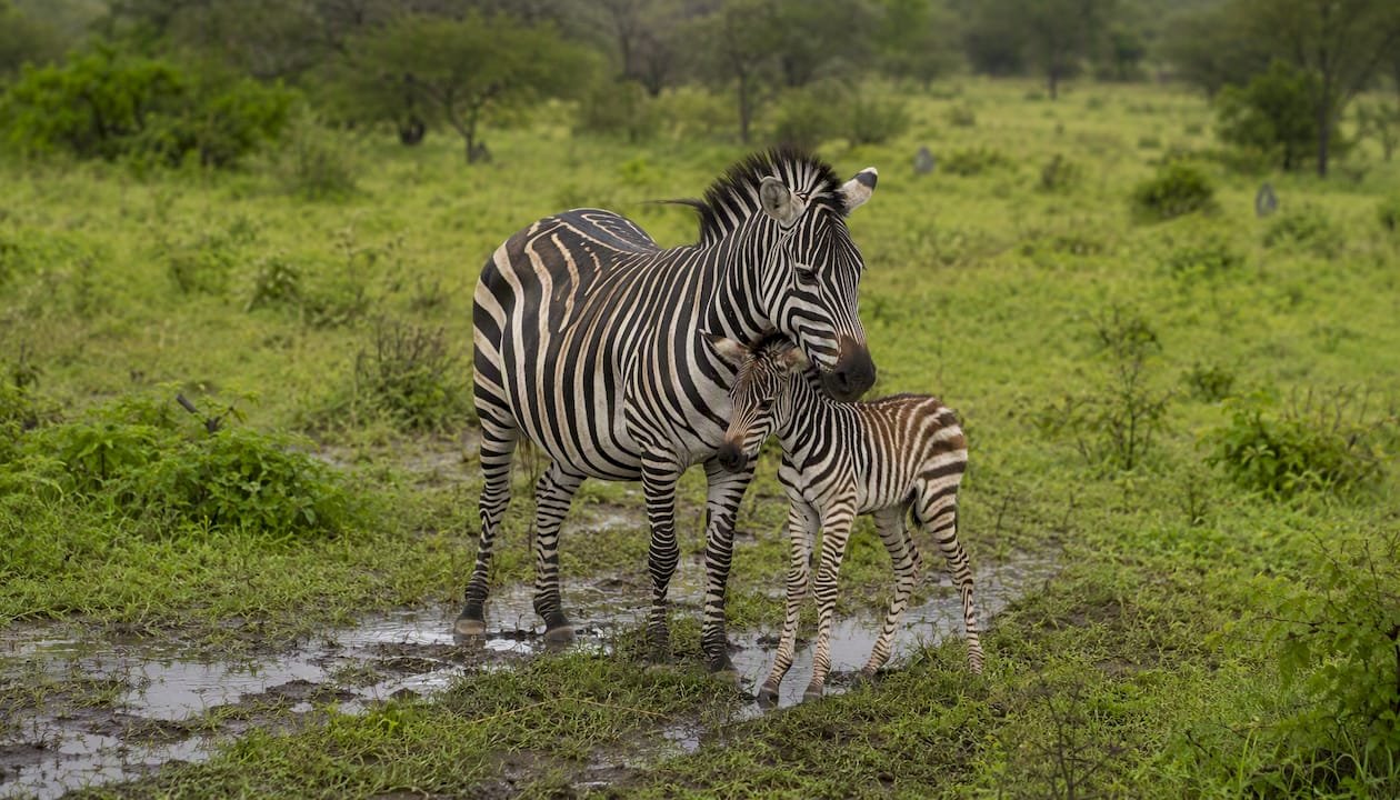 Una mamma zebra insieme al suo piccolo si gode la tranquillità della savana verde.