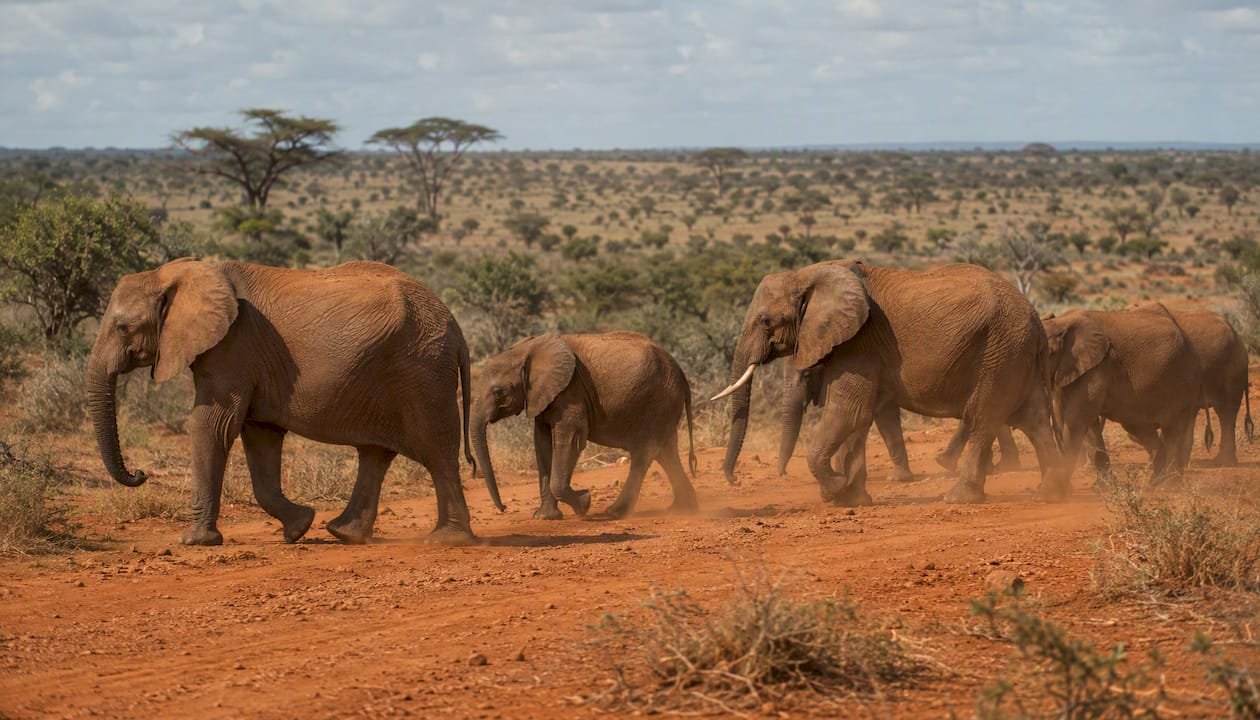 Un gruppo di elefanti si muove compatto sulla terra rossa del parco Tsavo Est, creando uno spettacolo unico tra i colori intensi della savana africana.