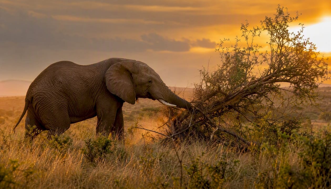 Un elefante che, con tutta la sua forza, sradica un albero nella savana di Tsavo.