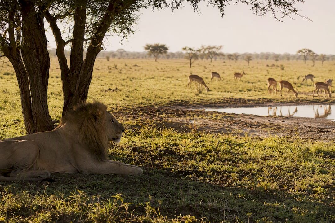 Orari game drive: quando partire e quanto dura ogni uscita | Kenya Safari Travel All’alba, nella savana, leoni e impala si muovono già pieni di energia. orari game drive