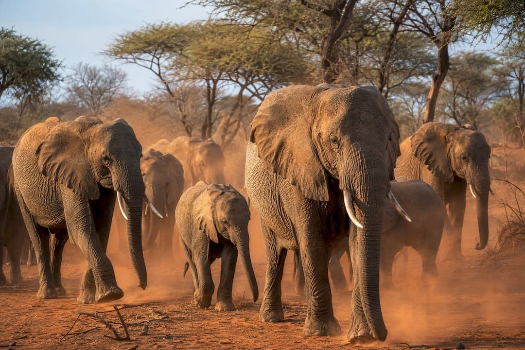 Quante ore di jeep safari prevede una giornata in Kenya | Kenya Safari Travel Un gruppo di elefanti attraversa la savana, sollevando nuvole di polvere al suo passaggio.