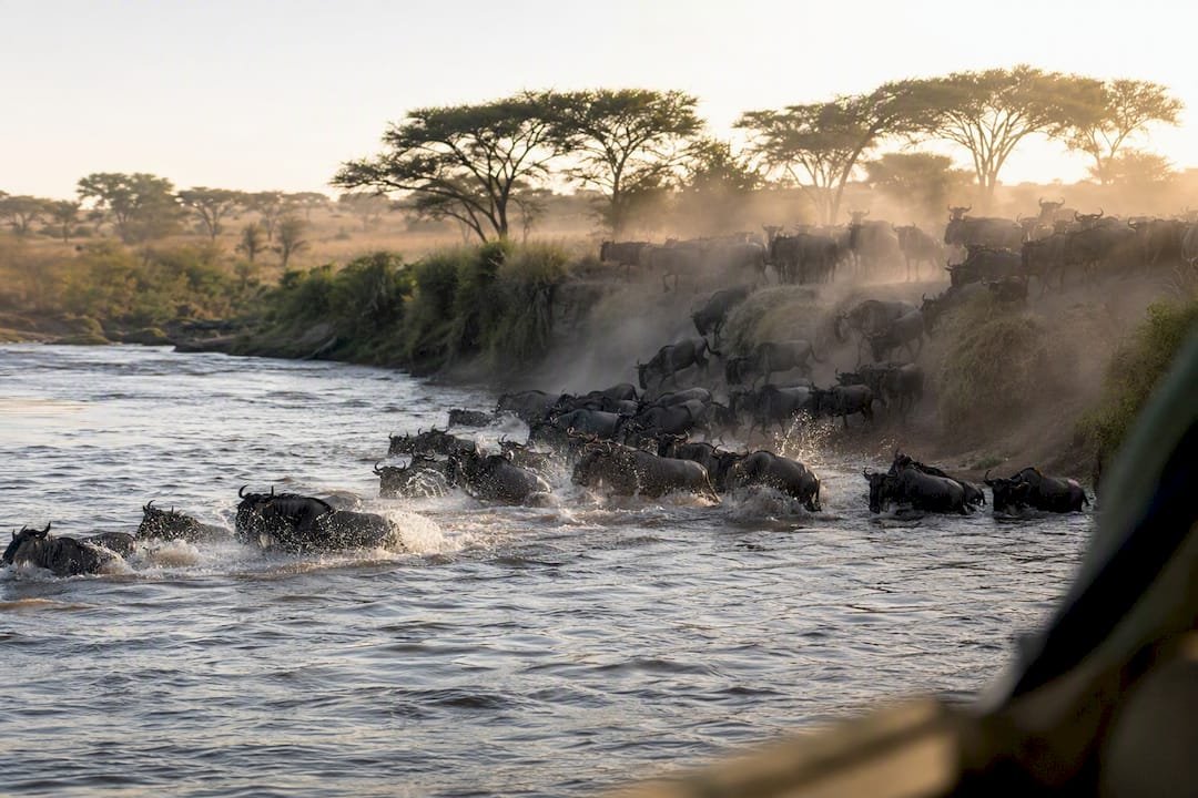 Gnu che attraversano il fiume Mara all'alba