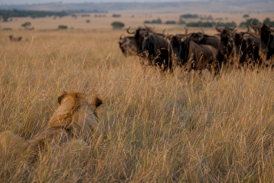 Leone che si avvicina alla preda vicino agli gnu migratori