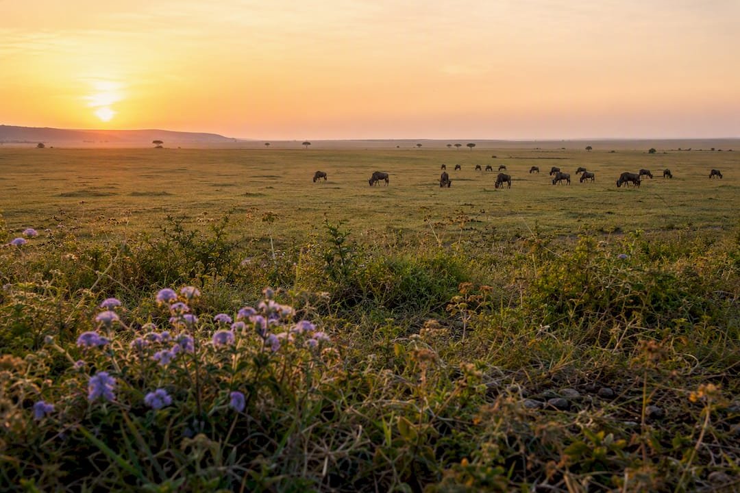 Paesaggio tranquillo della riserva di Masai Mara con gnu al pascolo