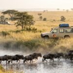 Gli gnu attraversano il fiume nella savana kenyota, dando vita a uno spettacolo mozzafiato della natura selvaggia.