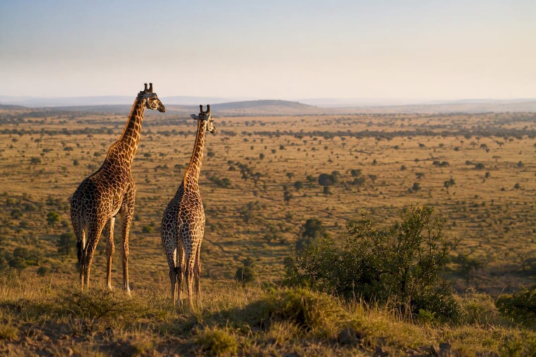 Giraffe in una riserva naturale tranquilla del Kenya