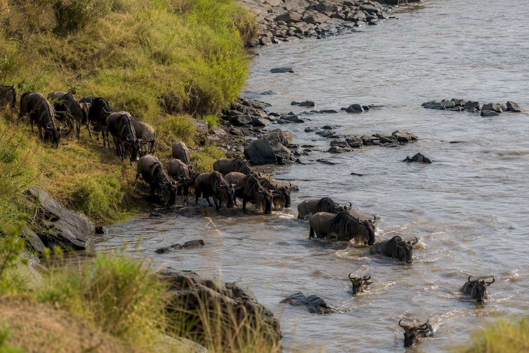 Gnu che attraversano il fiume Mara periodo migliore safari Kenya