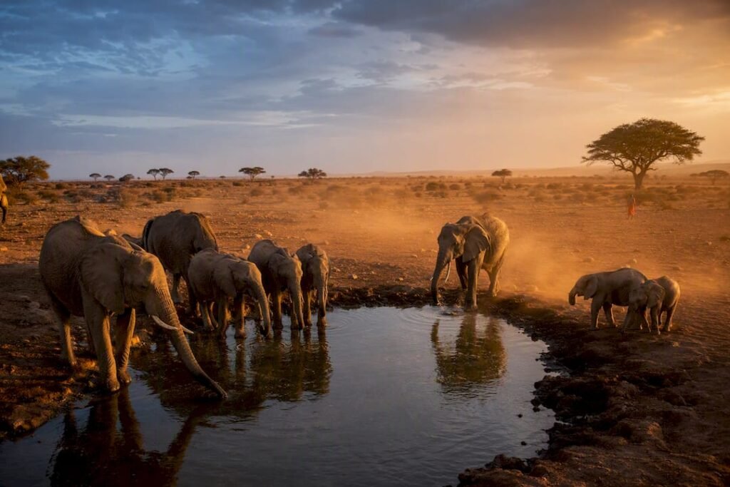 Elefanti in Kenya vicino a una pozza al tramonto