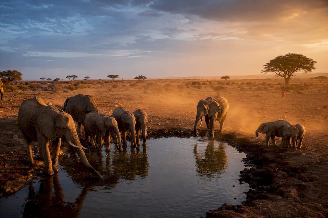 Elefanti in Kenya vicino a una pozza al tramonto