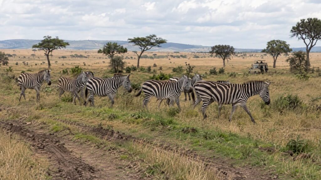 Agosto o ottobre Kenya, Zebre nella savana del Masai Mara