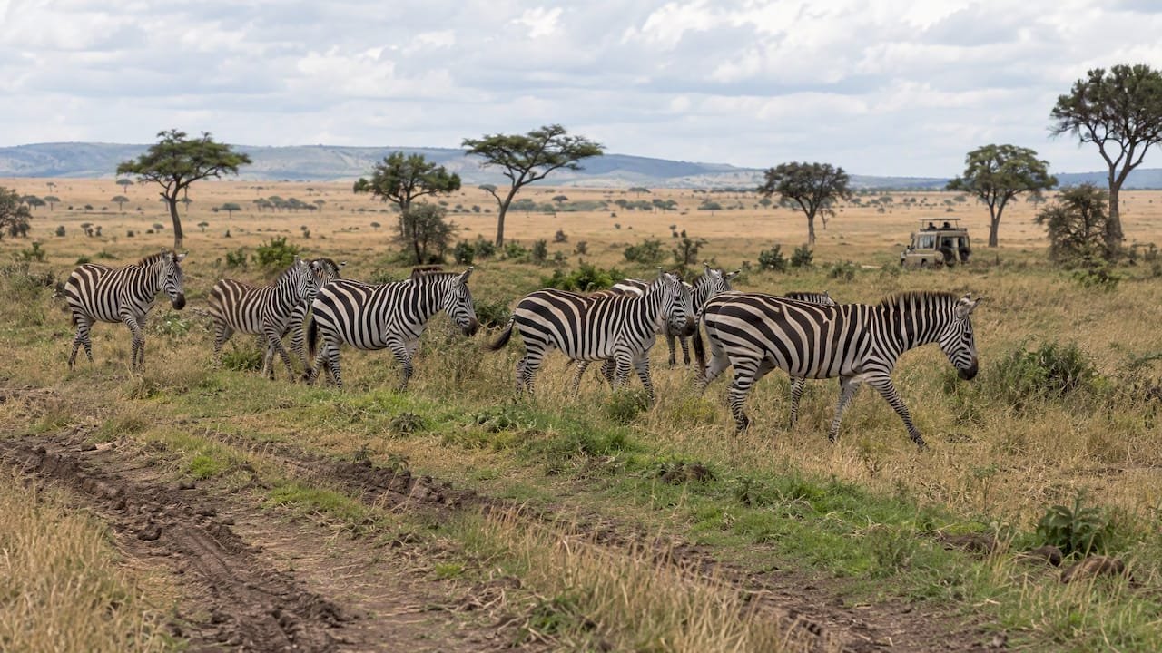Agosto o ottobre Kenya, Zebre nella savana del Masai Mara