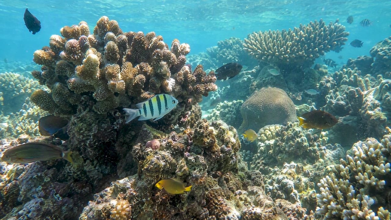 Coralli e pesci sulla barriera corallina di Watamu, Safari e snorkeling a Watamu