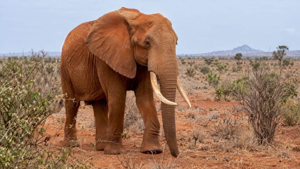 Elefante rosso nella savana arida di Tsavo, quando andare a tsavo
