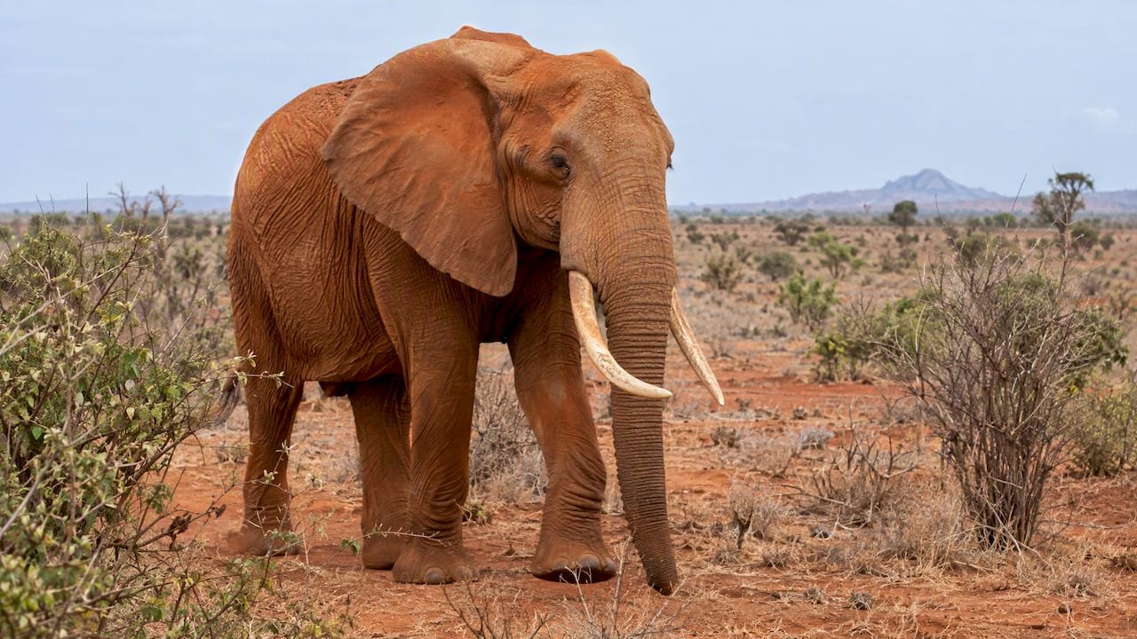 Elefante rosso nella savana arida di Tsavo, quando andare a tsavo
