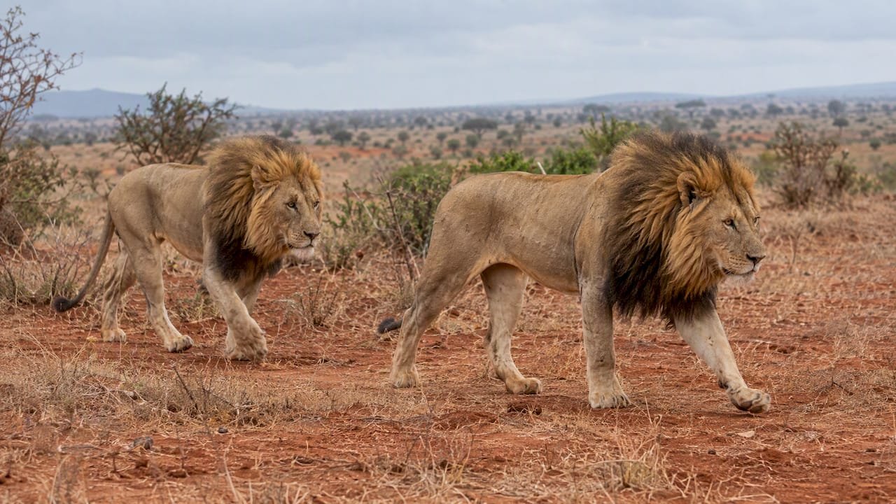 Due leoni maschi nella savana dello Tsavo, Leoni mangiatori di uomini di Tsavo