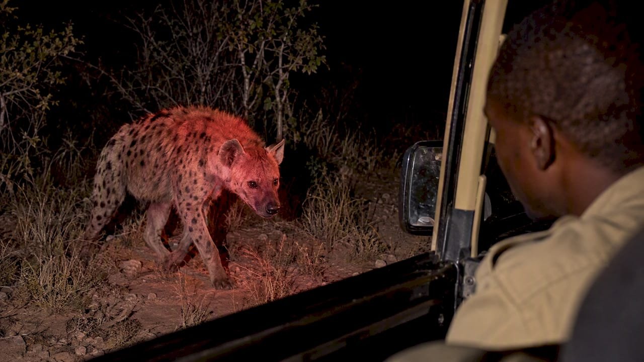 Iena accanto a un fuoristrada durante un safari notturno