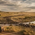 Safari nel Masai Mara e Grande Migrazione