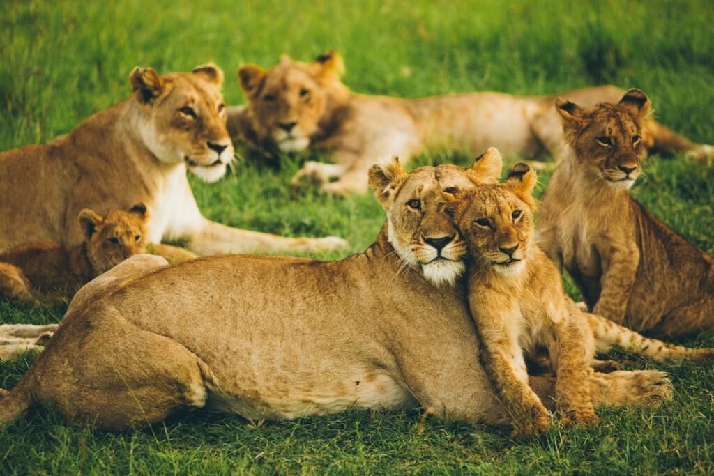 Safari Sarabi