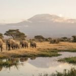 Safari Amboseli: elefanti, Kilimanjaro e guida per partire