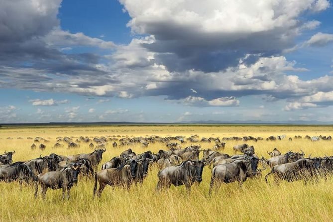 Safari-Riserva-di-Ngutuni-e-Tsavo-Est-5